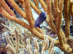 Hypoplectrus chlorurus