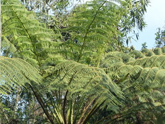 Sphaeropteris lepifera