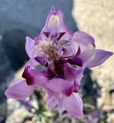 Lupinus arizonicus