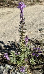 Lupinus arizonicus