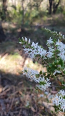 Epacris pulchella