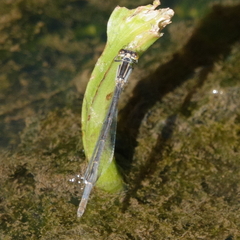 Ischnura heterosticta