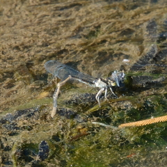 Ischnura heterosticta