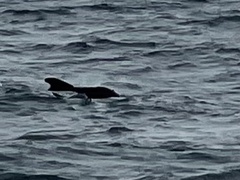 Globicephala macrorhynchus