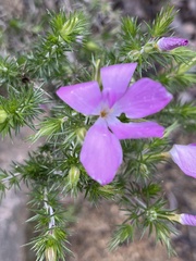 Linanthus californicus