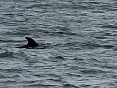 Globicephala macrorhynchus