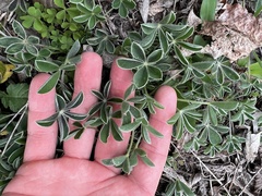 Lupinus texensis