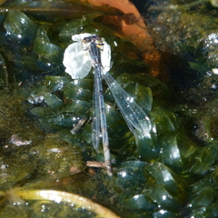 Ischnura heterosticta