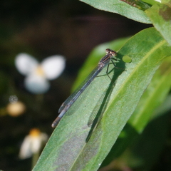 Ischnura heterosticta