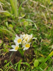 Toxicoscordion fremontii