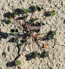 Melilotus neapolitanus