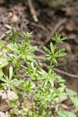 Galium aparine