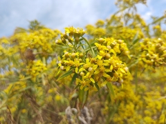 Barkleyanthus salicifolius