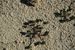 Melilotus neapolitanus