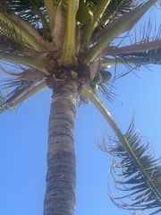 Cocos nucifera
