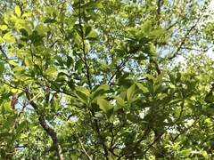 Xylocarpus granatum
