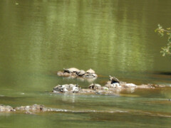 Phrynops geoffroanus