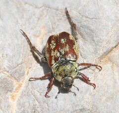 Hoplia argentea