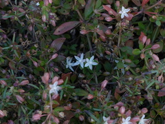 Glinus oppositifolius