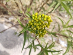 Barkleyanthus salicifolius