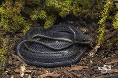 Synophis lasallei