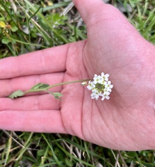 Tomostima platycarpa