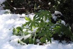 Delphinium cardinale