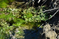 Veronica anagallis-aquatica