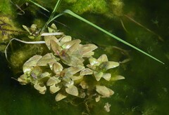 Veronica anagallis-aquatica