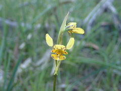 Diuris × palachila