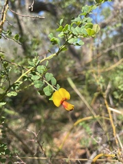Bossiaea obcordata