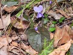 Viola alba