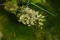 Veronica anagallis-aquatica