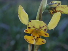 Diuris × palachila