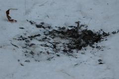 Junco hyemalis