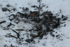 Junco hyemalis