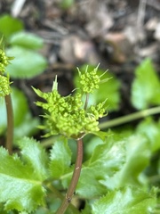 Tauschia arguta