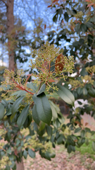 Photinia × fraseri