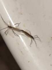 Styringomyia