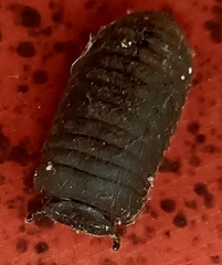 Oniscomorpha