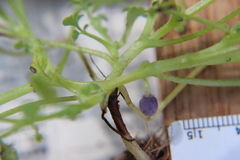 Nemophila