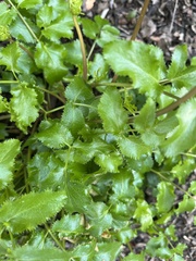 Tauschia arguta