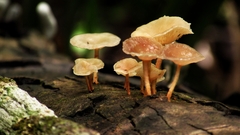 Filoboletus