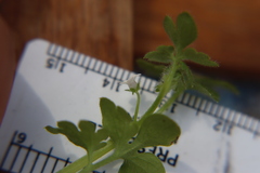Nemophila