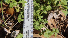 Nemophila