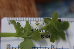 Nemophila