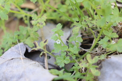 Nemophila
