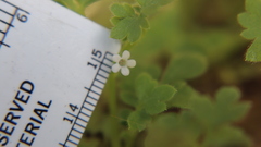 Nemophila