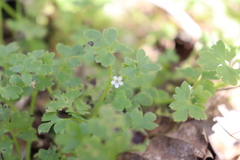 Nemophila