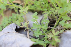 Nemophila